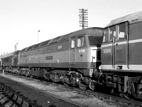 D1705 SPARROW HAWK